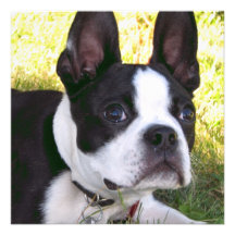 Invitations de chiot de Boston Terrier