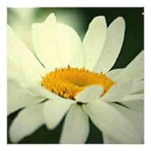 Invitations de marguerite