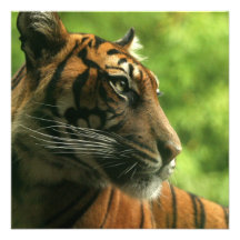Invitations de profil de tigre