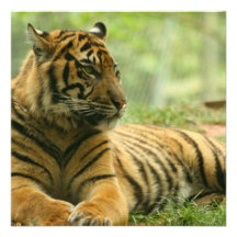 Invitations de repos de tigre
