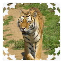 Invitations de vagabondage de tigre