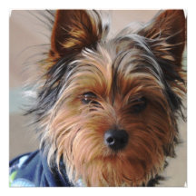 Invitations de Yorkie Terrier