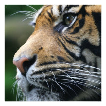 Invitations d'image de tigre
