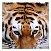 Invitations d'inscriptions de tigre