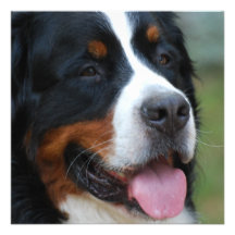 Invitations douces de Bernese