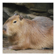 Invitations sauvages de Capybara