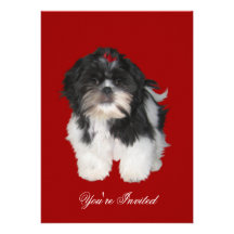 Invitations Shitzu Shih Tzu Puppy Dogs