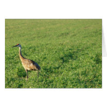 Iowa Sandhill Crane Card