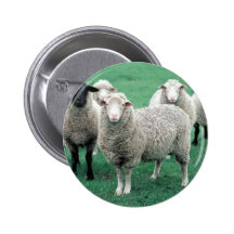 Iowa Sheep Button