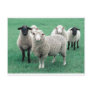 Iowa Sheep Postcard