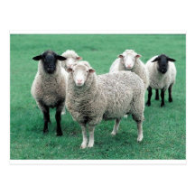 Iowa Sheep Postcard
