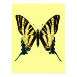 Iphiclides podalirius Postcard