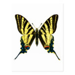Iphiclides podalirius postcard
