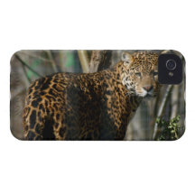 iphone 4 barely there QPC template Ca - Customized Case-Mate iPhone 4 Case
