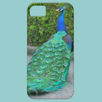 iPhone 5 Case, "Proud Peacock" casemate cases