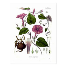 Ipomea purga (jalap) post cards