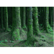 Ireland Tons Of Wild Flowers Ancient Tombs Dark Mo Cut Outs
