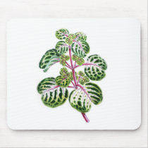 Iresine Herbstii, Aureo-Reticulata Mousepads
