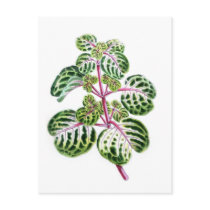 Iresine Herbstii, Aureo-Reticulata Post Cards