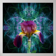 Iris and its meaning flower poster