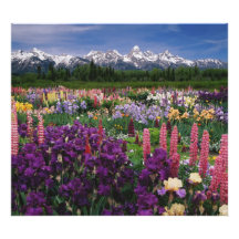 Iris and Lupine garden and Teton Range, Photo