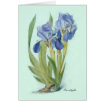 Iris aphylla greeting cards
