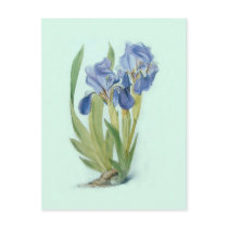 Iris aphylla postcard