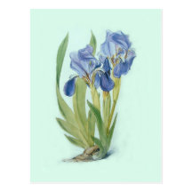 Iris aphylla postcard