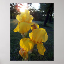 Iris au crépuscule posters