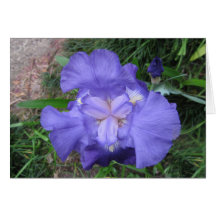 Iris barbu carte de vœux