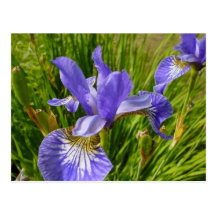 iris-beautiful-purple-flower postcards
