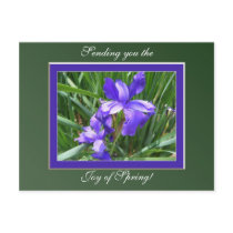 Iris Beauty Postcard