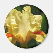 Iris Beauty Refrigerator Magnets