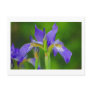 Iris Blue Flower Postcard