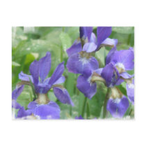 Iris Bulbs Postcard