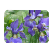 Iris Bulbs  Premium Magnet