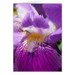 Iris cards