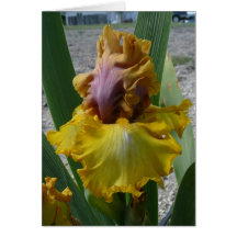 IRIS CARD - NOUVEAU RICHE - Blank Card