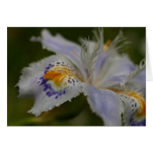 Iris Cards