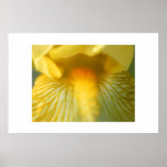Iris Closeup #4 posters