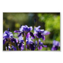 Iris Cluster 6 x 4 Photographic Print
