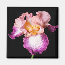 Iris flower magnet