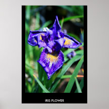 Iris Flower Poster,Print
