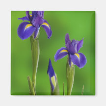 Iris Flowers Fridge Magnet