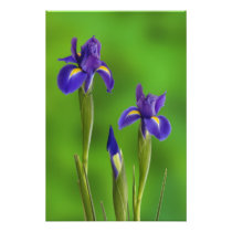 Iris Flowers