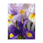 Iris flowers post cards