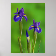 Iris Flowers Posters