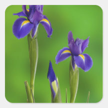 Iris Flowers Sticker