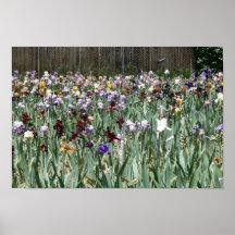 Iris Garden 2 Poster