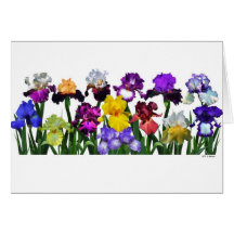 Iris Garden Greeting Cards